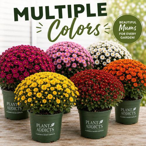 Garden Mums (#1 Pot/Gallon)