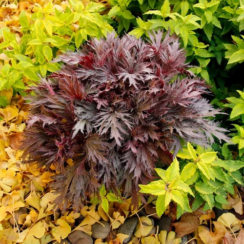 FYRE WING™ Rhodonite Heuchera