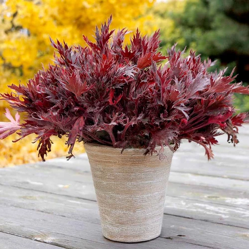 FYRE WING™ Spinel Heuchera