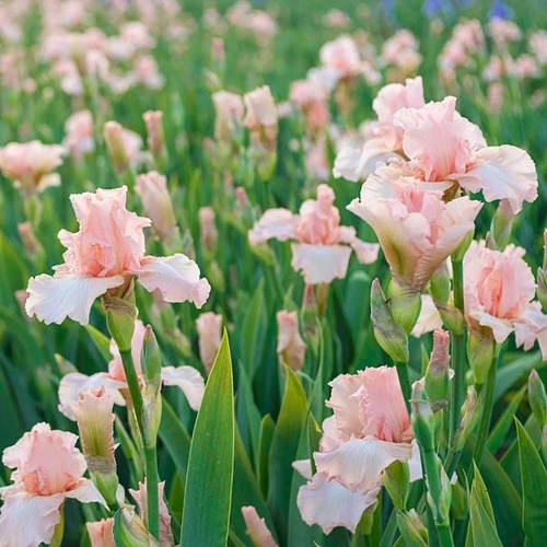 Beverly Sills Reblooming Bearded Iris Bulbs