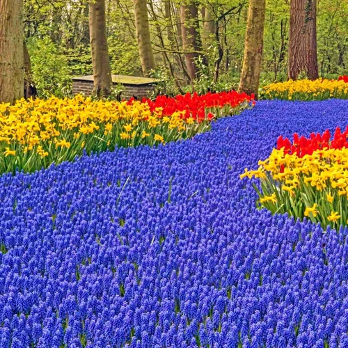 Blue Grape Hyacinth Super Sack Bulbs