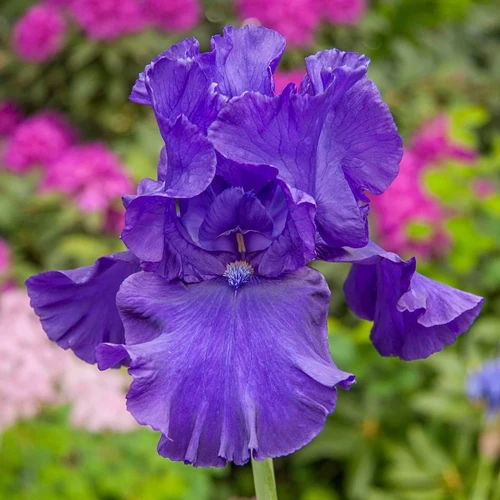 Blue Spectacle Double Peony Tulip Bulbs