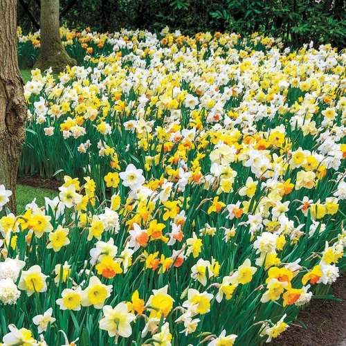 Giant Daffodils for Naturalizing Bulbs