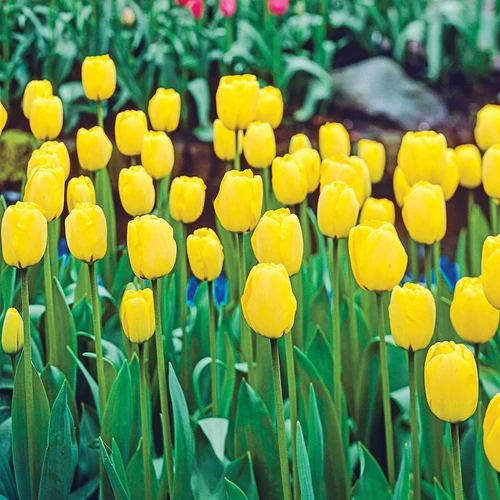 Golden Apeldoorn Darwin Hybrid Tulip Bulbs