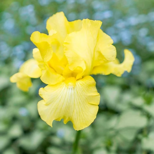 Harvest of Memories Reblooming Bearded Iris Bulbs