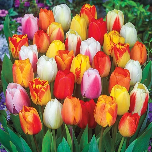 Late Season Blooming Tulip Mix Bulbs