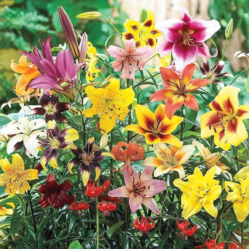 Lily Mix Bulbs