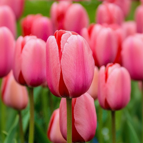 Pink Impression Darwin Hybrid Tulip Bulbs