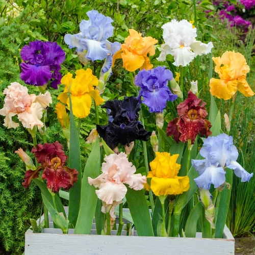Reblooming Tall Bearded Iris Mixture Bulbs