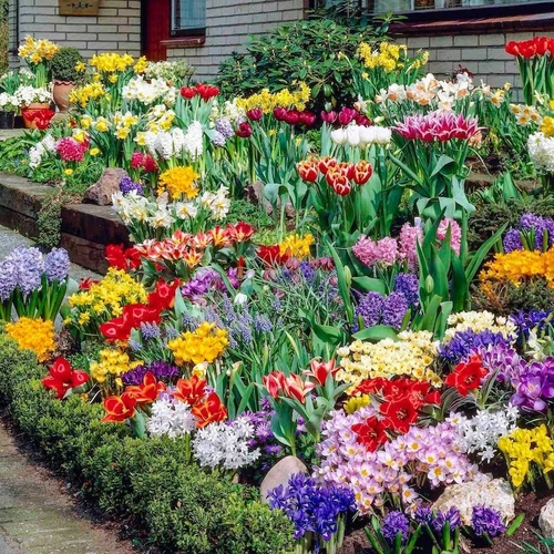 Spring Garden Bulb Collection Bulbs
