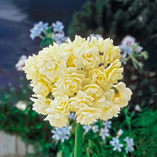 Summer Cheer Daffodil Bulbs