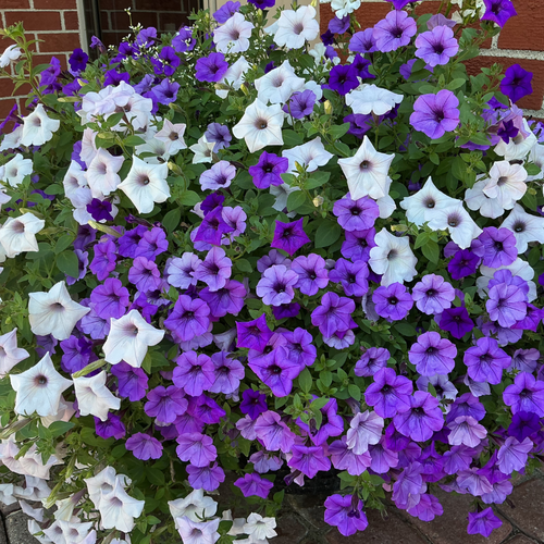 Supertunia Mini Vista® Indigo Petunia