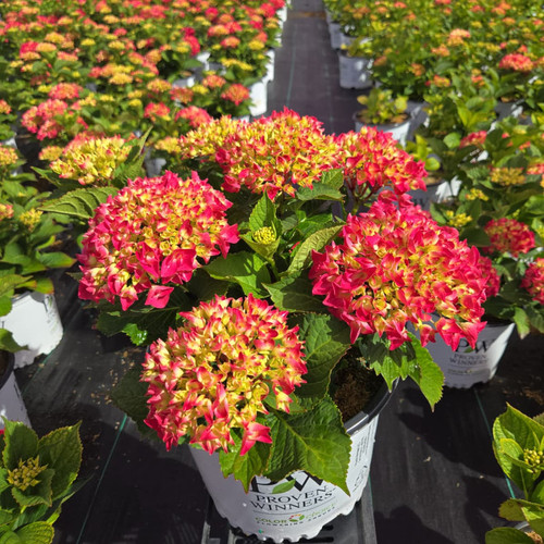 Hydrangea wee Bit Giddy #3 June 5th at the Nursery