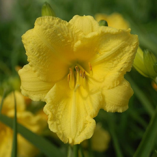 Happy Returns Daylily lemon yellow blooms