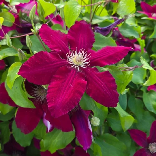 Bernadine Clematis large blooms