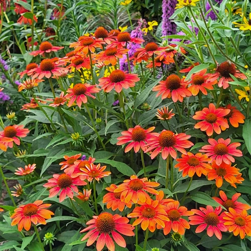 Sombrero® Flamenco Orange Coneflower