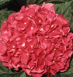 Merritt's Supreme Pink Hydrangea | PlantAddicts.com