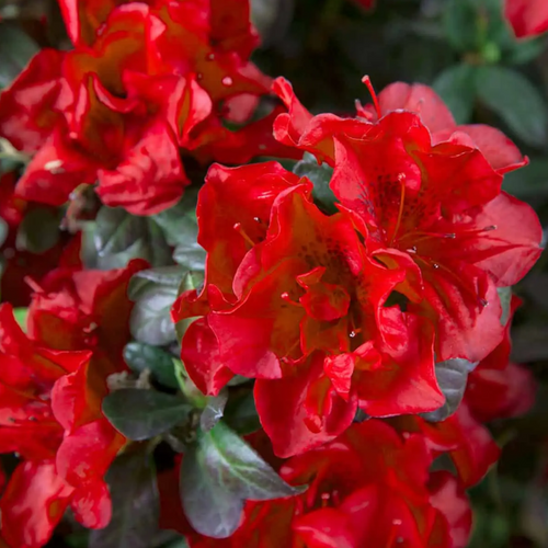 Autumn Fire Encore Azalea Flowers Close Up