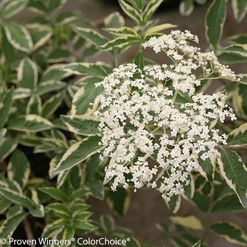 【中古品】ADA BOOKMARKER LACE PLANT Very Soft Roots Plants All Shrubs Black Elderberry