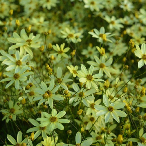 Threadleaf Tickseed pale yellow blooms
