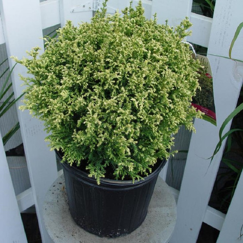 Cream Ball Japanese Falsecypress compact evergreen