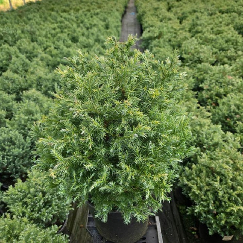 True Blue False Cypress in nursery