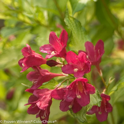 Sonic Bloom Ghost® Weigela