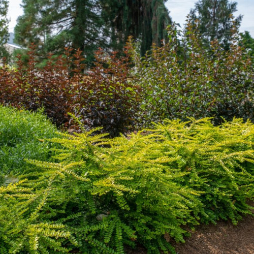 Thunderbolt® Box Honeysuckle Garden Border