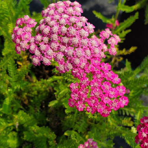 Pink Grapefruit Yarrow pink flower clusters