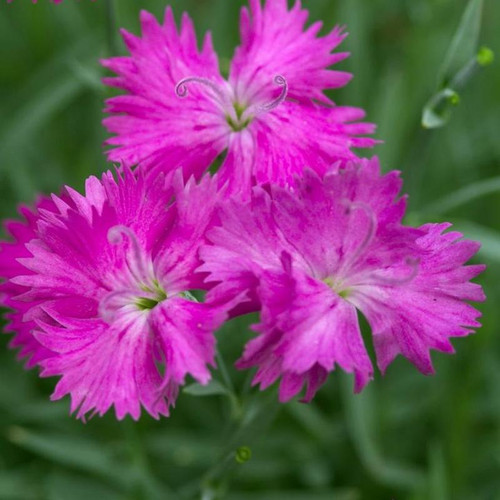 Pinks bright magenta blooms