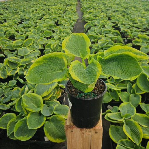 Frances Williams Hosta yellow leaf margins