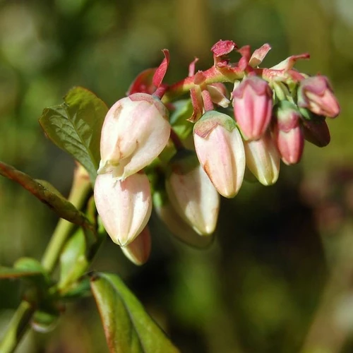 Blueray Blueberry