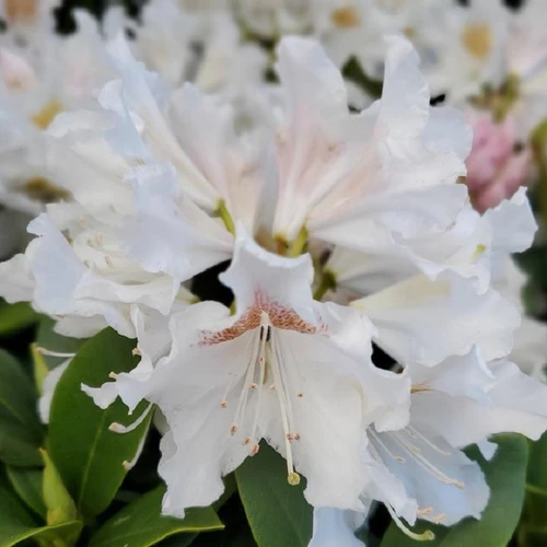 Cunningham's White Rhododendron white flower clusters