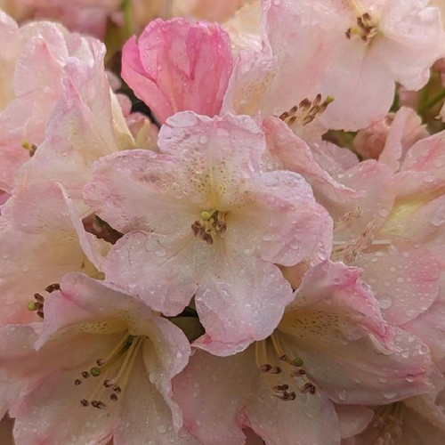 Percy Wiseman Rhododendron peach pink blooms