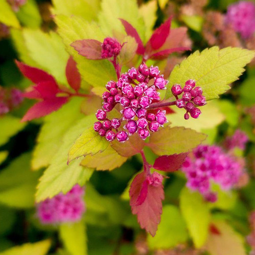 Rainbow Fizz™ Spirea
