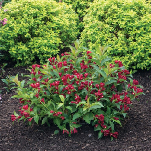 Maroon Swoon™ Weigela Shrub Covered in Blooms