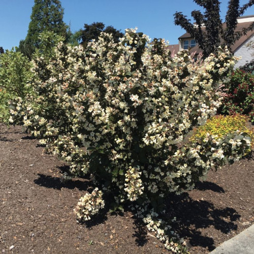 Large Tuxedo™ Weigela Shrub Covered in Blooms
