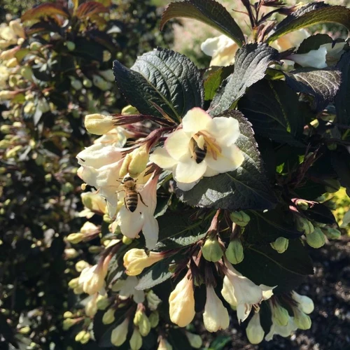 Tuxedo™ Weigela Blooming With Bee Pollinator