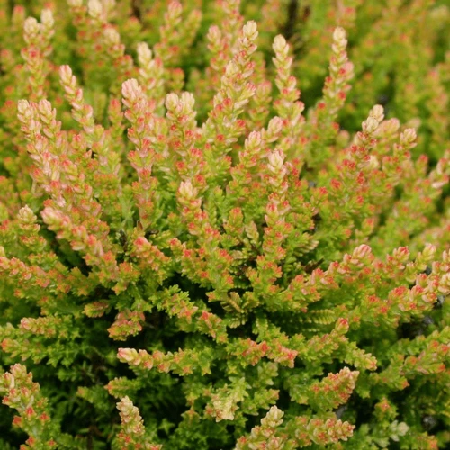 Winter Chocolate Heather