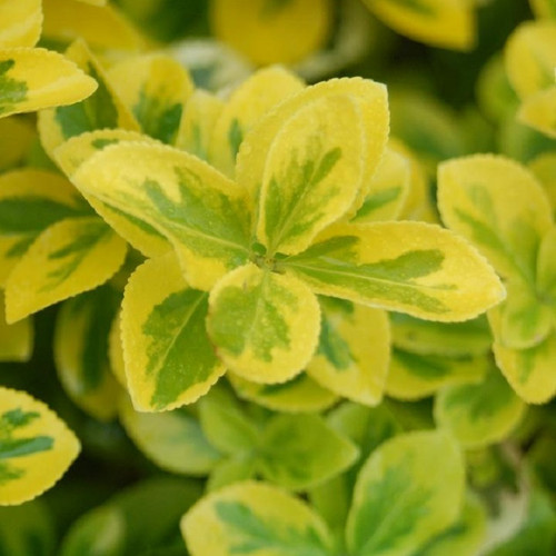 Gold Splash Wintercreeper variegated foliage