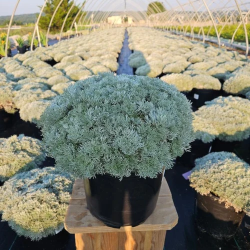 ARTEMISIA SCHMIDTIANA `SILVERMOUND