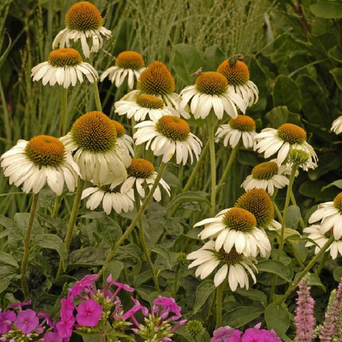 White Swan Coneflower blooming in the garden