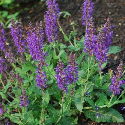 May Night Meadow Sage planted in ground