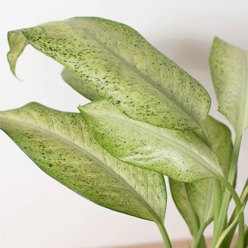 Camouflage Dieffenbachia Variegated Foliage