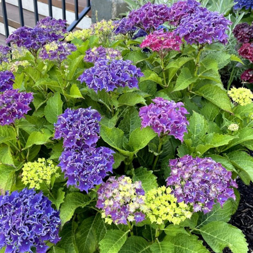 Healthy -Frill-Ride™ Hydrangea Vibrant Blue Blooms