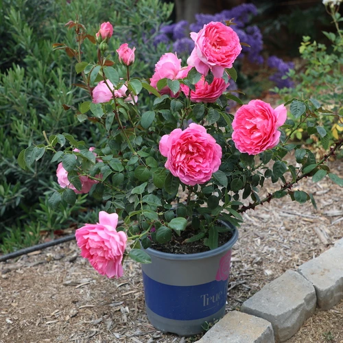 True Inspiration Hybrid Tea Rose in garden