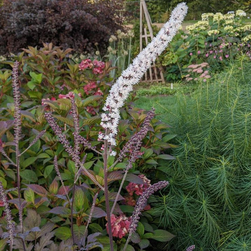 Bugbane tall flower spikes white blooms