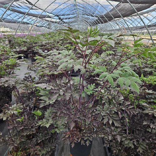 Brunette Bugbane