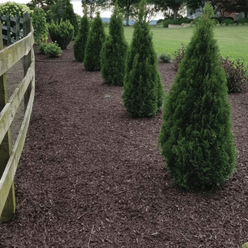 Emerald Squeeze™ Arborvitae