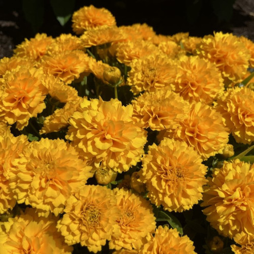 Solanna™ Golden Sphere Coreopsis Yellow Flowers
